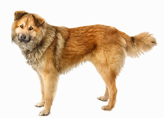 Image showing Red Dog.