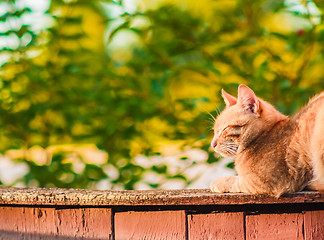 Image showing Red Cat Sitting On The Fence