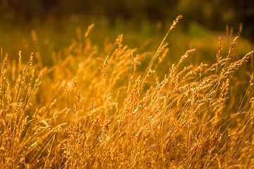 Image showing Summer Grass On Meadow