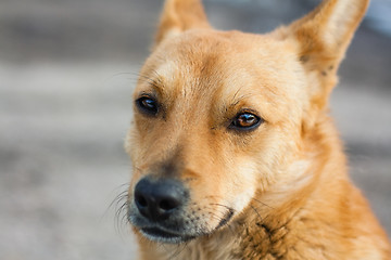 Image showing Red Dog