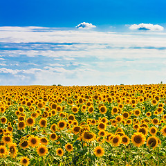 Image showing Sun flowers Field Against A Blue Sky