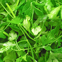 Image showing Parsley