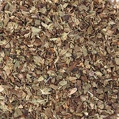 Image showing Oregano spice