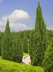 Image showing Trees in a park

