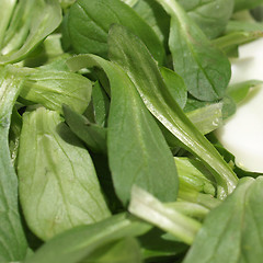 Image showing Salad picture