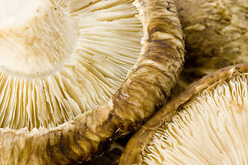 Image showing Shiitake mushroom

