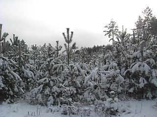 Image showing Winter landscape in the forest