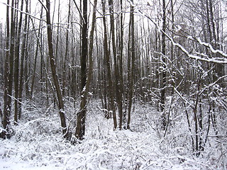 Image showing Winter landscape in the forest