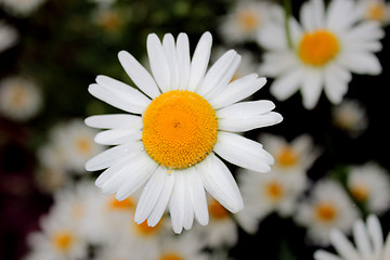 Image showing white beautiful chamomiles