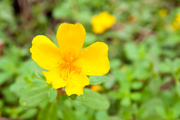 Image showing Flower