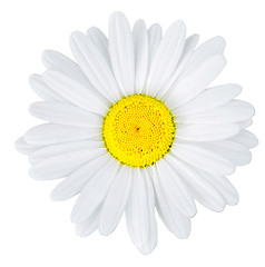 Image showing camomile