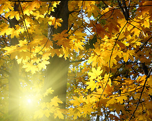 Image showing autumn yellow leaves and sun