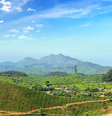 Image showing mountain tea plantation landscape in India