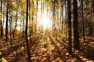Image showing autumn forest with sun