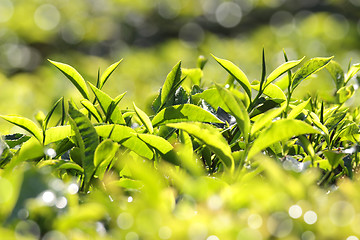 Image showing tea leaves closeup