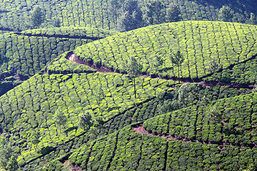 Image showing mountain tea plantation in India