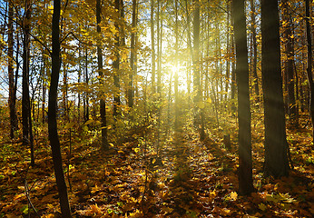 Image showing autumn forest with sun