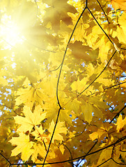 Image showing autumn yellow leaves and sun