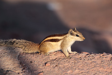 Image showing chipmunk on stone