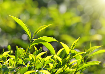 Image showing tea plants in sunbeams