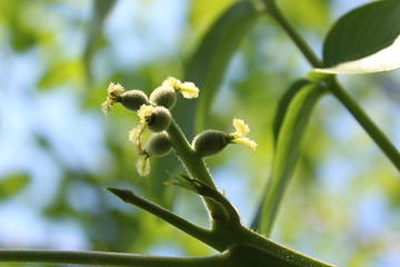 Image showing flower of walnut on the branch of tree