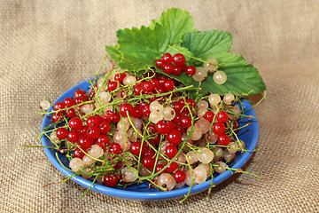 Image showing clusters of berries red and white currant on plate