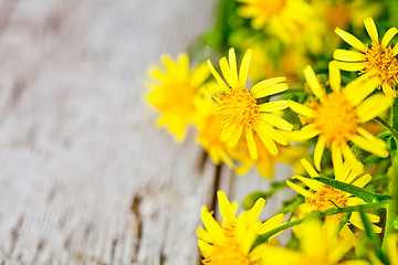 Image showing wild yellow flowers 