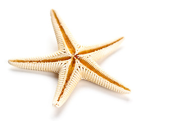 Image showing starfish 