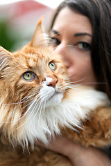 Image showing Maine Coon Cat Owner