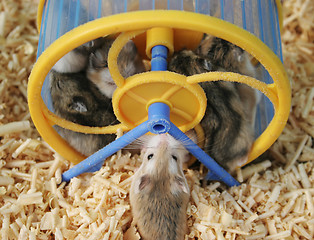 Image showing Hamsters