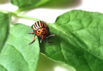 Image showing colorado potato beetle