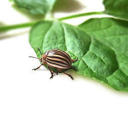 Image showing colorado potato beetle