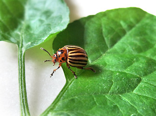 Image showing colorado potato beetle