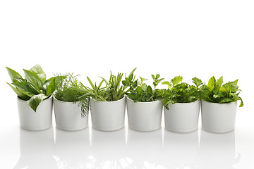 Image showing Herbs