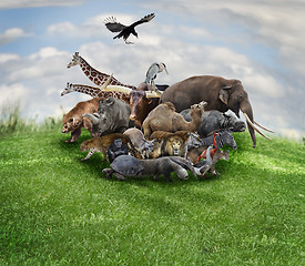 Image showing Animals Concept