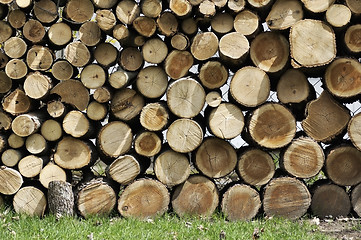 Image showing Cut Wood Logs