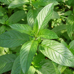 Image showing Peppermint picture