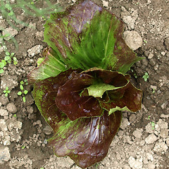 Image showing Salad picture