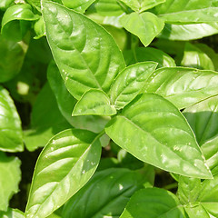 Image showing Basil