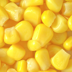 Image showing Maize corn