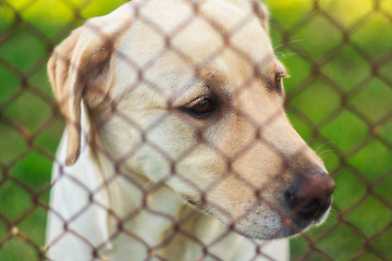 Image showing Yellow Labrador Retriever Behind Fence