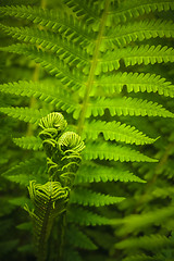 Image showing Young Fern Leaf.