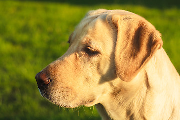 Image showing Young Labrador