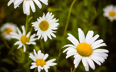 Image showing White Chamomile