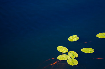Image showing Water Lily