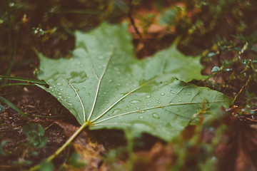 Image showing Water Drops On The Fresh Green Maple Leaf