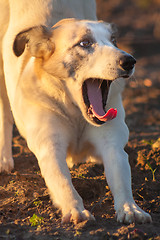 Image showing Yawning Dog. Close Up Portrait