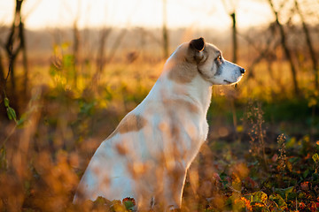Image showing White Dog. Close Up Portrait