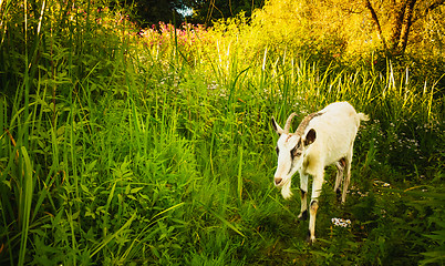 Image showing White Goat