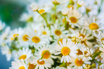 Image showing White Camomiles Flowers